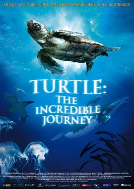 海龟神奇之旅